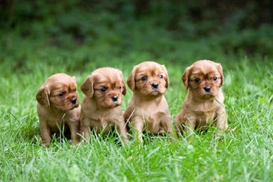 Cavalier King Charles Spaniel Desktop Backgrounds
