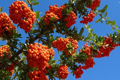 Fruits With Water Drops Wallpapers   Photography Wallpapers