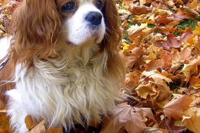 Drawn King Charles Spaniel Photo And Wallpaper. Beautiful Drawn ...