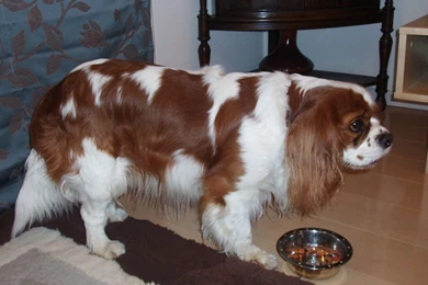 File:Cavalier King Charles Spaniel In Japan.jpg   Wikipedia, The ...