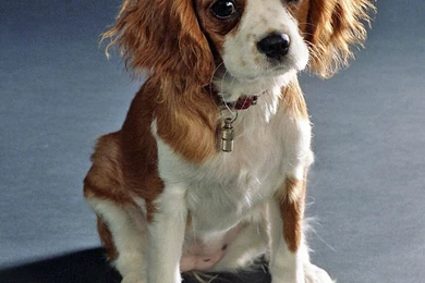Drawn King Charles Spaniel Photo And Wallpaper. Beautiful Drawn ...