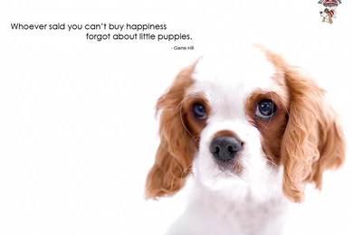 RuffRide_Buy Happiness_1024.jpg