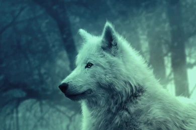 Download Wallpapers 2048x2048 Wolf, Light, Forest, Wild, Calm ...