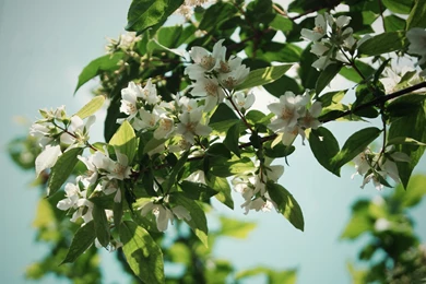 Jasmine Flower HD Wallpapers