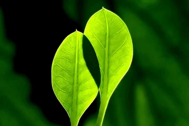 Leave Vista HD Wallpapers Nature