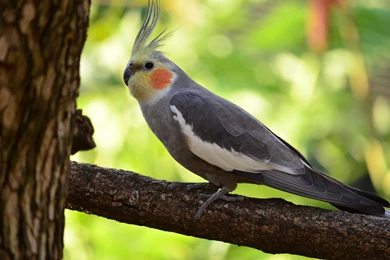 Cockatiel Bird HD Wallpapers