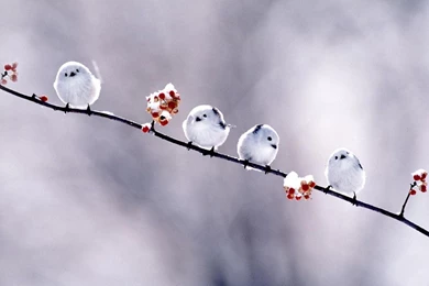 Flying Bird Wallpapers