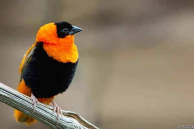 Free Weaver Bird Desktop Wallpapers 16801050