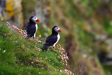 Atlantic Puffin Bird Desktop Wallpapers