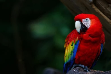 Desktop wallpaper bird hd.jpg