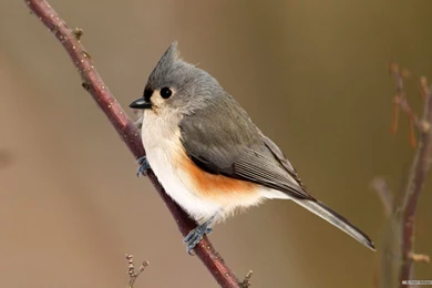 Desktop beautiful birds wallpapers.jpg