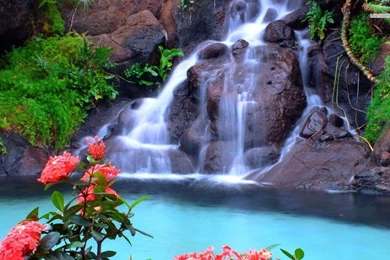 Beautiful Waterfall And Pink Flowers Wallpapers