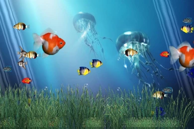 Free Aquarium Screensavers HD: July 2012