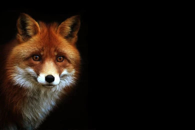 Fox Computer Wallpapers, Desktop Backgrounds