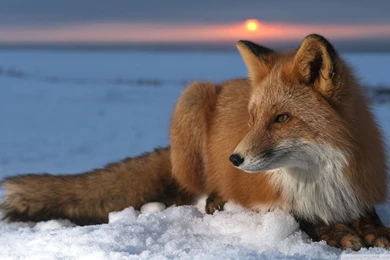 1920x1080px Red Fox Hd Wallpapers