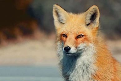 Fox Eyes Wallpaper Backgrounds 9782 2560x1600   UMad.com