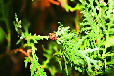 Hd Hq Wallpapers Full Hd High Res Wallpapers Graphics Widescreen ...