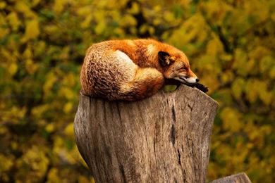 2880x1800 Fox Sleep On Tree Stub Wallpapers