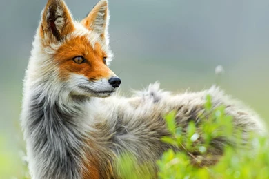 Fox Wallpapers   Animal Wallpapers