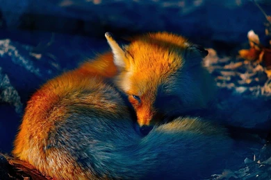 Fox Computer Wallpapers, Desktop Backgrounds