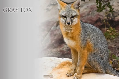 Fox Wallpapers « Animal Spot