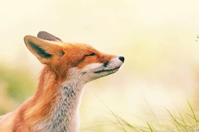 Fox Feeling Summer iPhone 4s Wallpapers Download