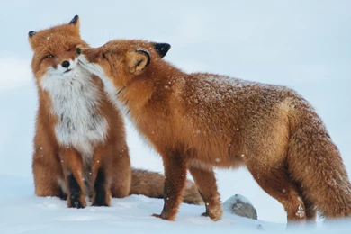 Fox Love Couple Wallpapers HD Download Of Fox Wallpapers