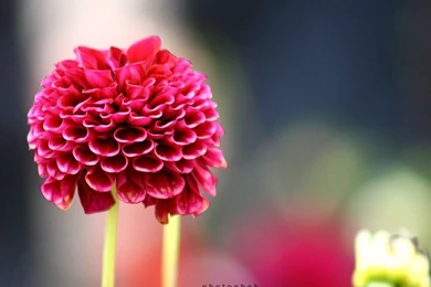 Free Wallpapers   Free Flower Wallpapers   Dahlia Wallpapers ...