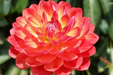Pink Dahlia Wallpapers   Flower Wallpapers