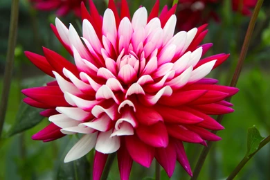 HD Plant Switches Flower Dahlia Wallpapers Download ...