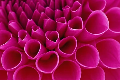 Pink Dahlia Wallpapers   Free Wide HD Wallpapers