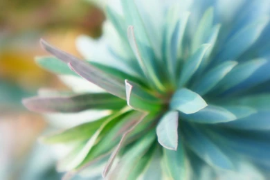 Teal Dahlia Wallpapers   Free Wide HD Wallpapers