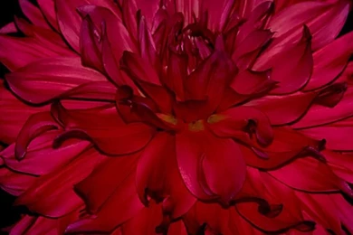 Download Wallpapers 3840x1200 Dahlia, Flower, Bud, Black Backgrounds ...