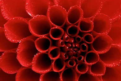 Pale Pink And Yellow Dahlia