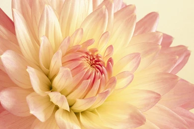 Pale Pink And Yellow Dahlia Wallpapers