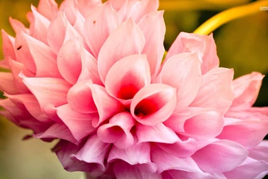 Pink Dahlia Wallpapers Flower Wallpapers