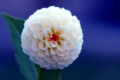 Dahlia White Flower Hd Wallpapers Wallpapers