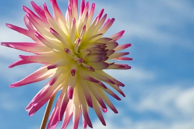 Dahlia Wallpapers   Flower Wallpapers