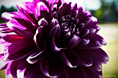 Purple Dahlia HD Wallpapers