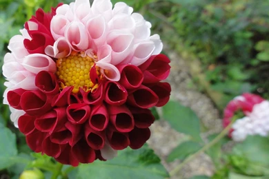 Two Color On A Dahlia >> HD Wallpaper, Get It Now!