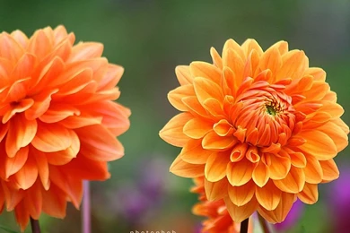 Colorful Dahlia Flowers   Dahlia Flower Photos 1024x768 Wallpapers ...