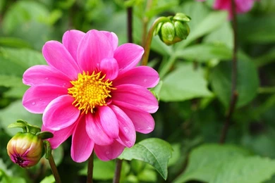 Pink Dahlia Wallpapers   Flower Wallpapers