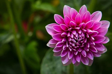 Pink Dahlia Flower Hd Wallpapers 1920×1200 33982