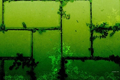 25+ Magnificent Collection Of Green Wallpapers