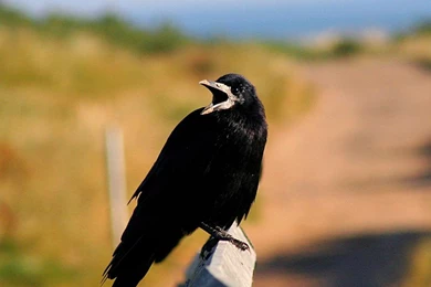 Rook Wallpapers   Animals Town