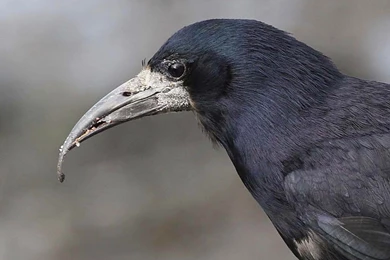 Free Rook Wallpapers Download   Animals Town