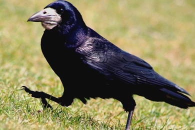 Rook Wallpapers   Animals Town