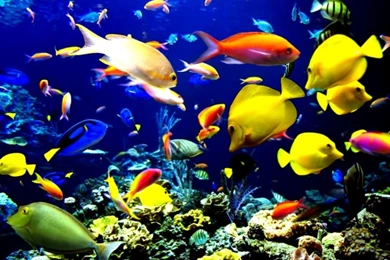 Hd Live Wallpapers For PC