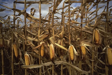 Photography   Desktop Wallpapers   National Geographic Magazine