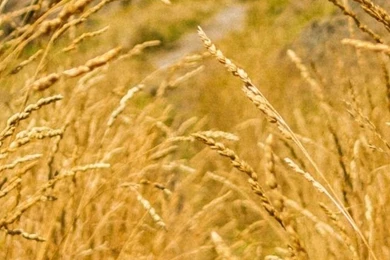 Autumn Mature Wheat Road iPhone 5s Wallpapers Download